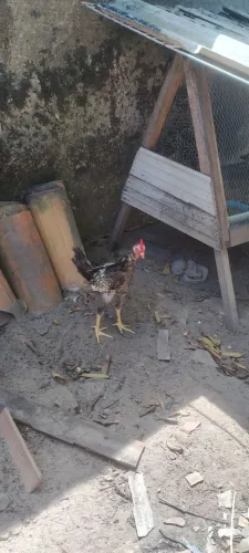 Franguinhos macho e fêmea 