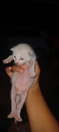 Gatinhos pra doação