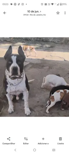 Filhotes petbull