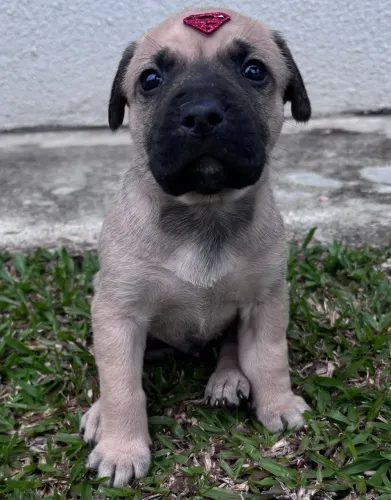 Filhotes para adoção 