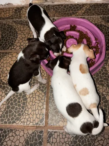 FILHOTE PINSCHER A VENDA