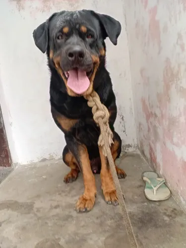 Doação Rottweiler macho