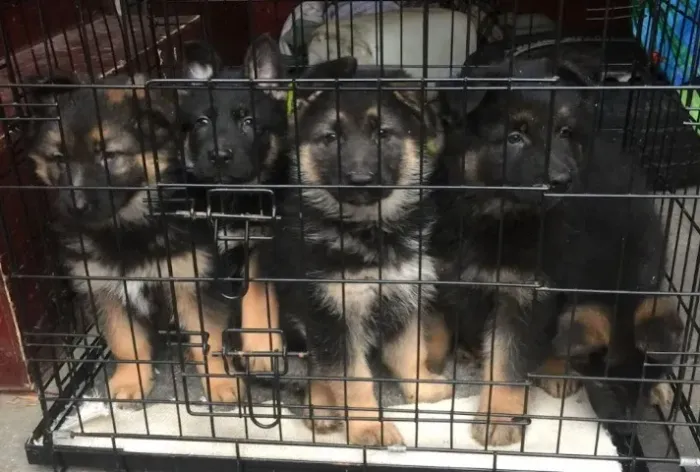 Filhote de cachorro Pastor Alemão super dócil e temperamento equilibrado