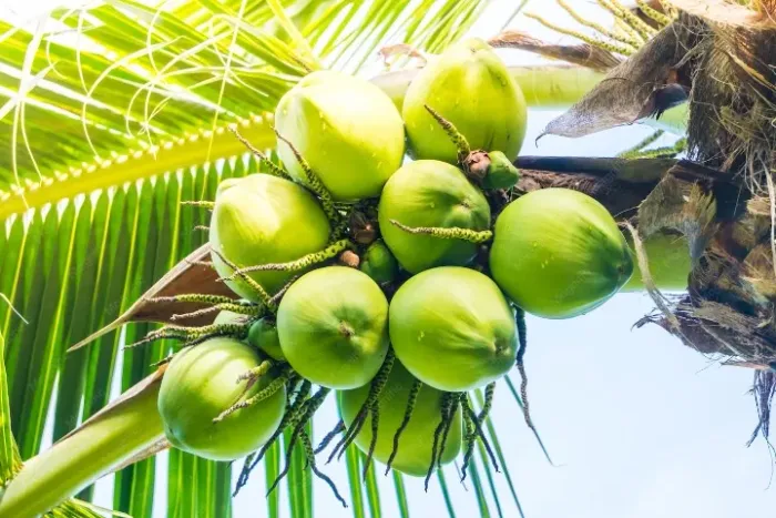 Vende se coco de praia bastante água 