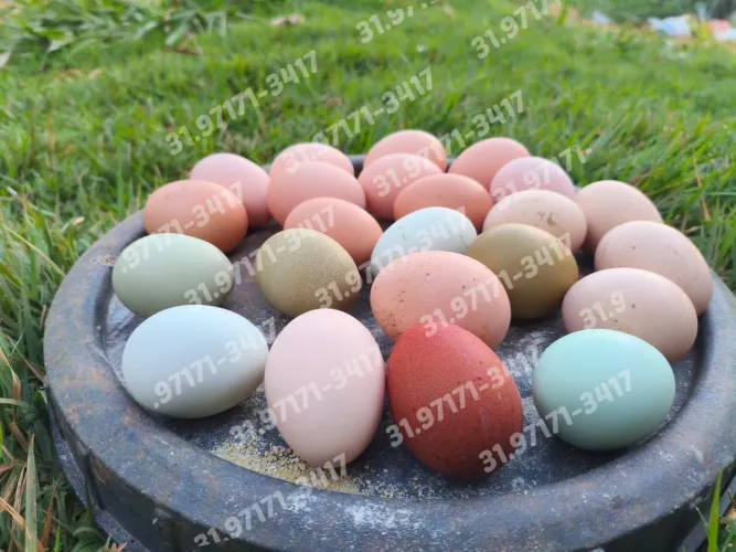 Ovos férteis Pintinhos Poedeira colorida 