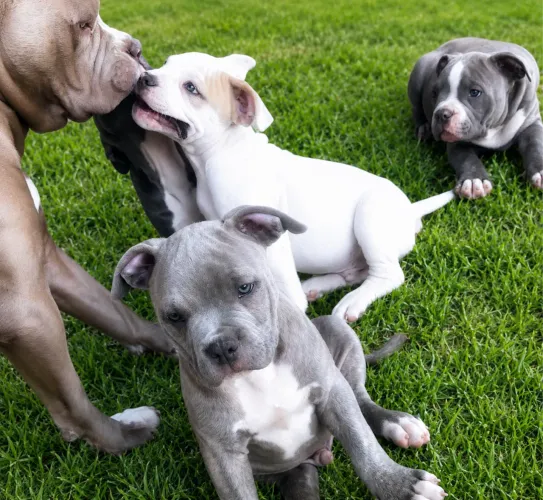 Filhote American Bully XL