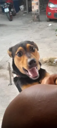 DOAÇÃO DE ROTTWEILER