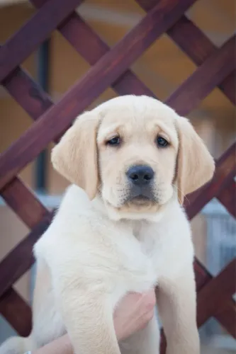 Filhotes De Labrador - Os Mais Encantadores Estão Prontos Para Ir Pra Novos Lares