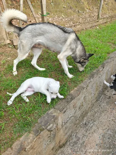 Doação responsável filhotes de Husky 
