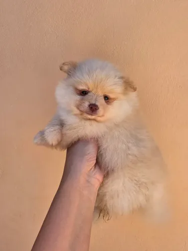 Spitz alemão fêmea 