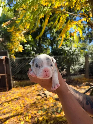 American Bully Micro ( Machos )