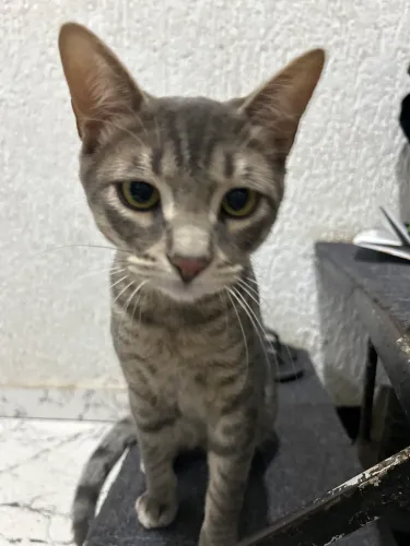 Gatos macho