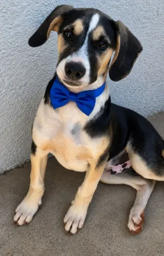 CACHORRO PARA ADOÇÃO