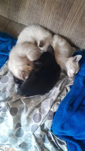 Doação 3 fêmeas um macho