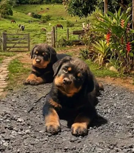 Ultimo Filhote de Rottweiler