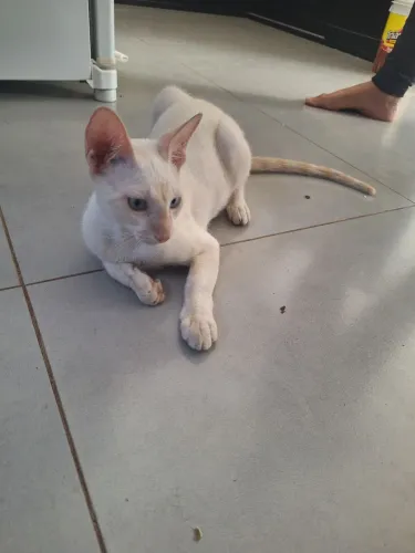Doação de gato