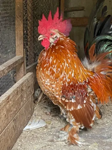 Galinho da raça Belgian