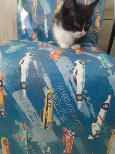 Doação de ? gato
