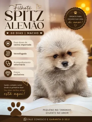 Filhote de Spitz Alemão 