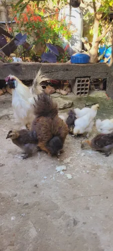 Pintinhos de Galinha Sedosa