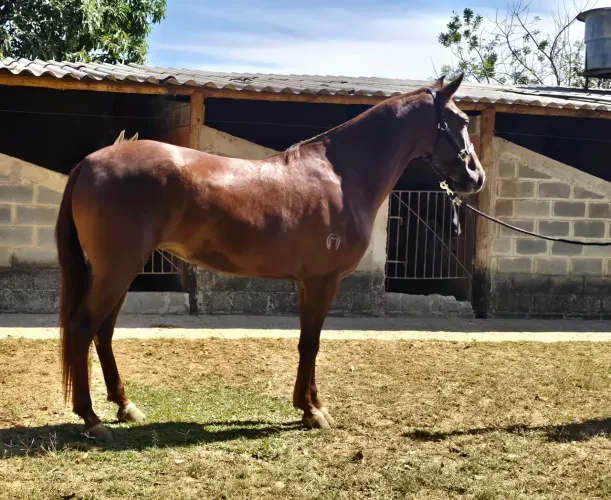 Égua mangalarga marchador registrada
