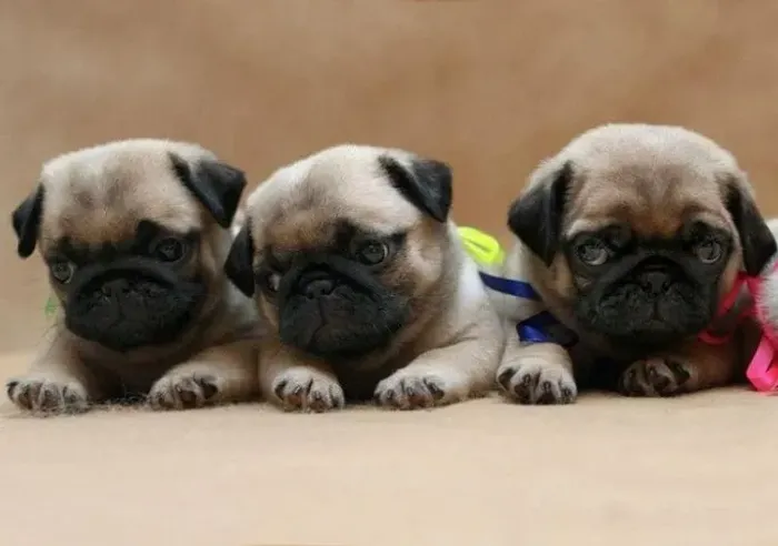 Bebezinho pug saudável e dócil com garantia e procedência ativa