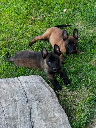 Vende-se lindos filhotes de pastor belga malinóis 