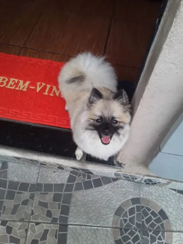 Spitz alemão fêmea