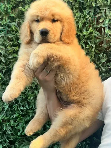 Golden retriever 