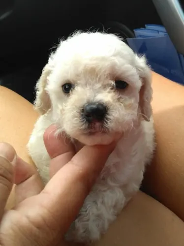 Poodle Toy Filhote Macho Raça Muito Carinhosa. 