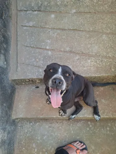 Dois pit Bull adultos 4 anos