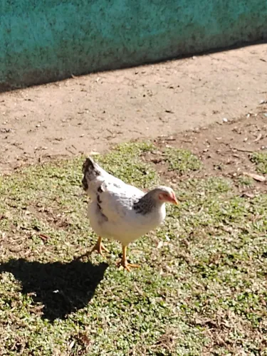 Galinha 