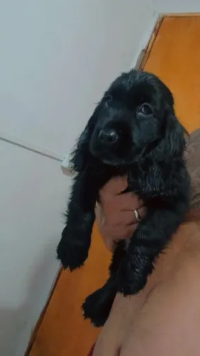 Cachorro 