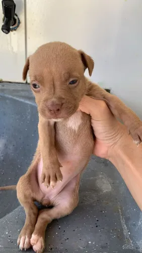 Filhote de Pitbull fêmea