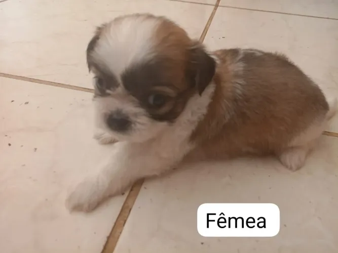 Filhotes de Shitzu Micro