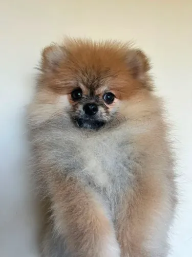 Spitz alemão anão macho