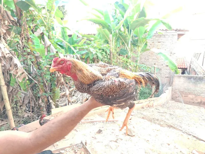 Galos