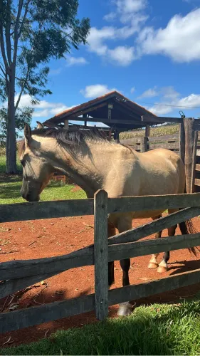 Cavalo Mangalarga Marchador