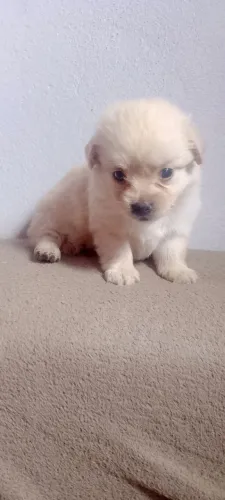 Filho te poodle