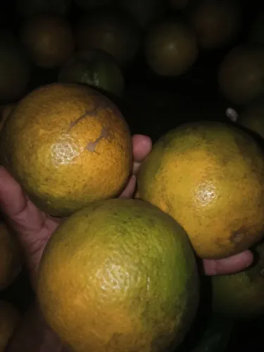 laranja bahiana (umbigo)