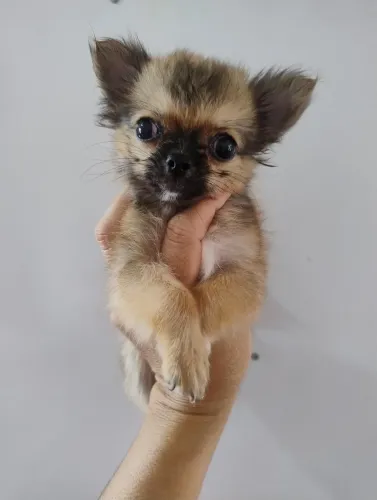 Chihuahua macho padrão da raça com pedigree CBKC
