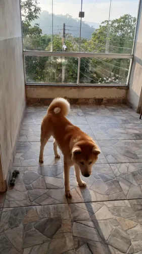 Akita