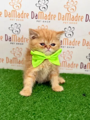 Gato Persa Macho