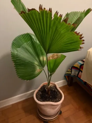 Planta Palmeira Leque - Licuala Grandis