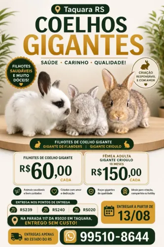 Vendo coelhos gigante