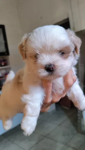Shihtzu macho branquinho