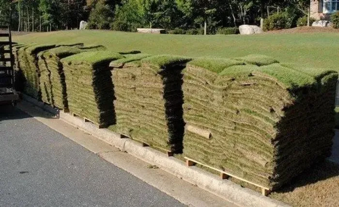 Grama Batatais em Tapete (Placa) - Alta Resistência e Visual Natura