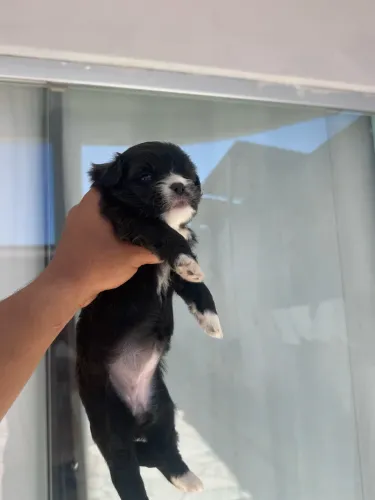 Vende-se Shitzu