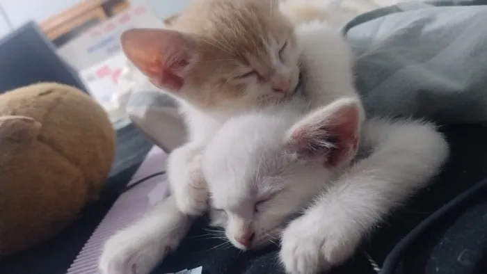 Doação de filhotes de gato macho