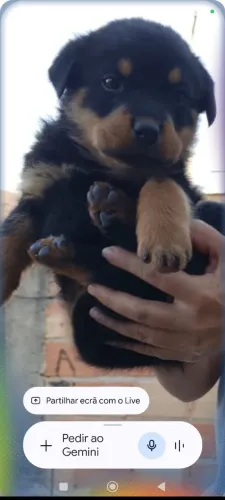 Filhote de rotweiller 50 dias, macho.